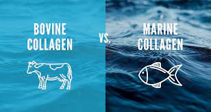 marine collagen or bovine